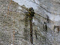 Shadow Darner